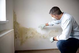 Best Attic Mold Removal in Durand, IL